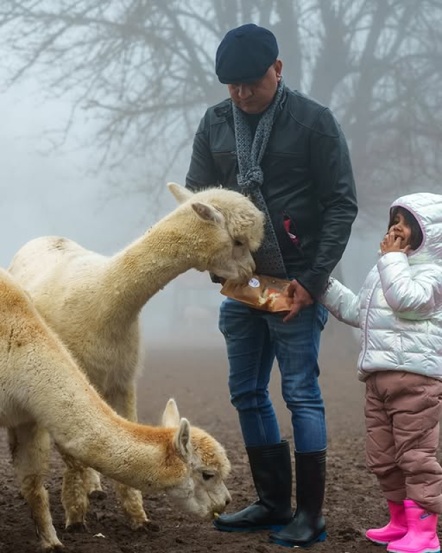 Alpaca Farm