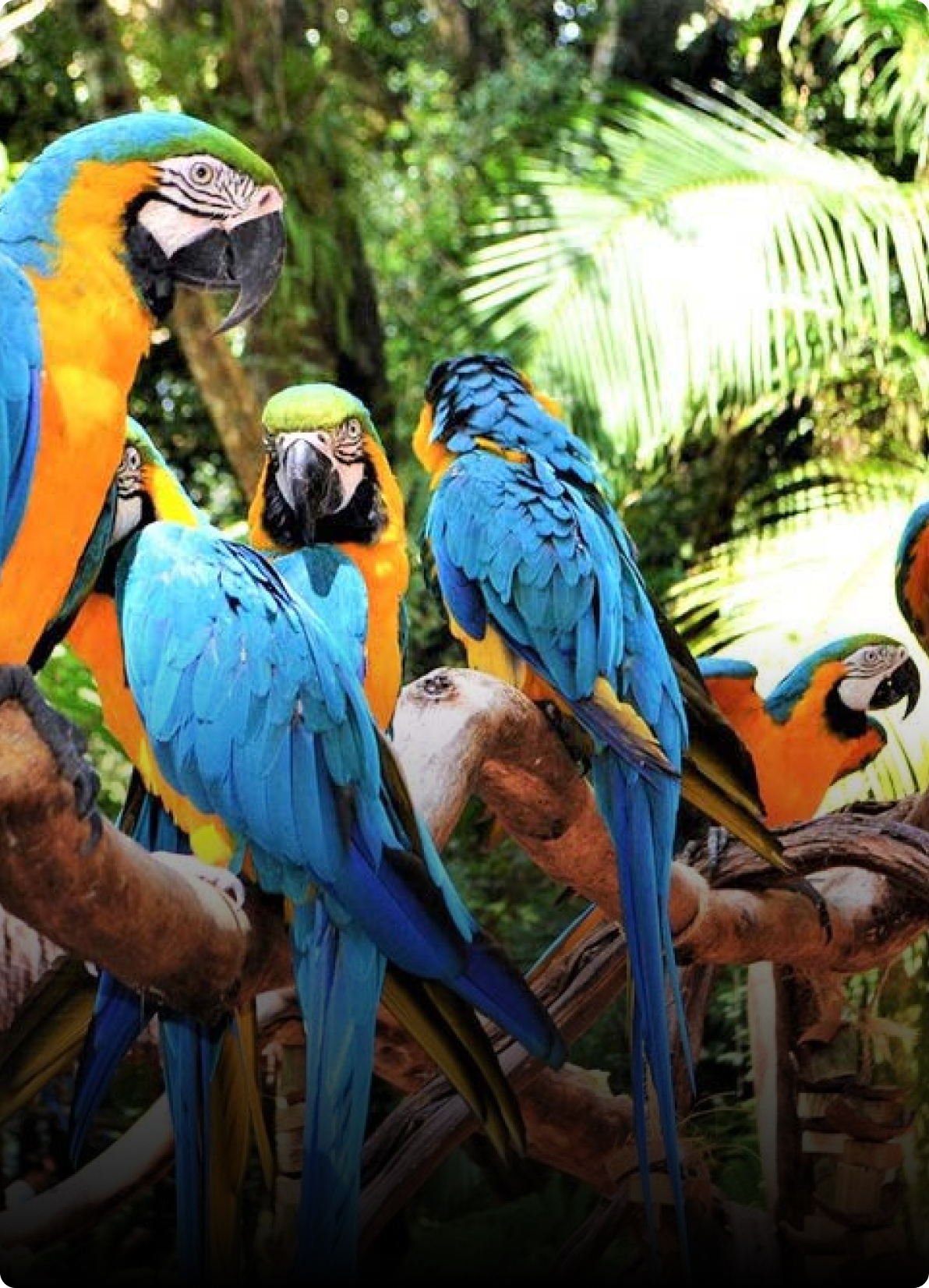 Bali Bird Park