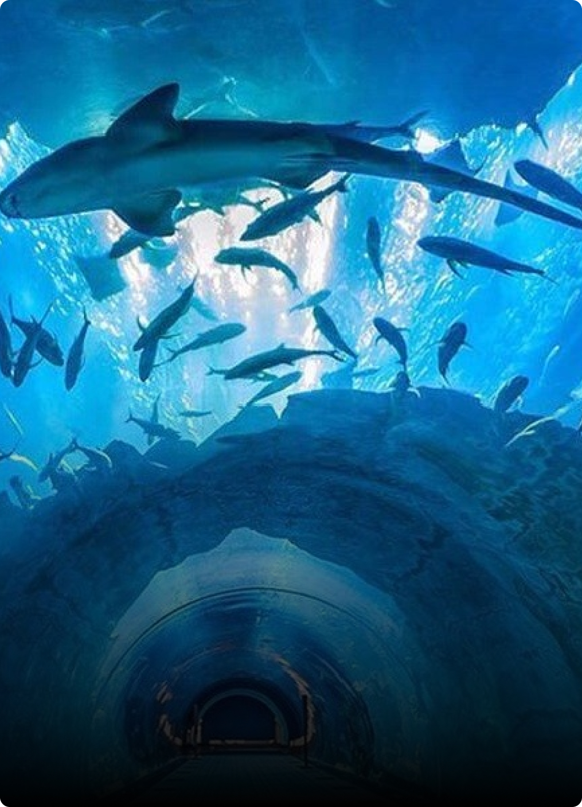 Dubai Aquarium