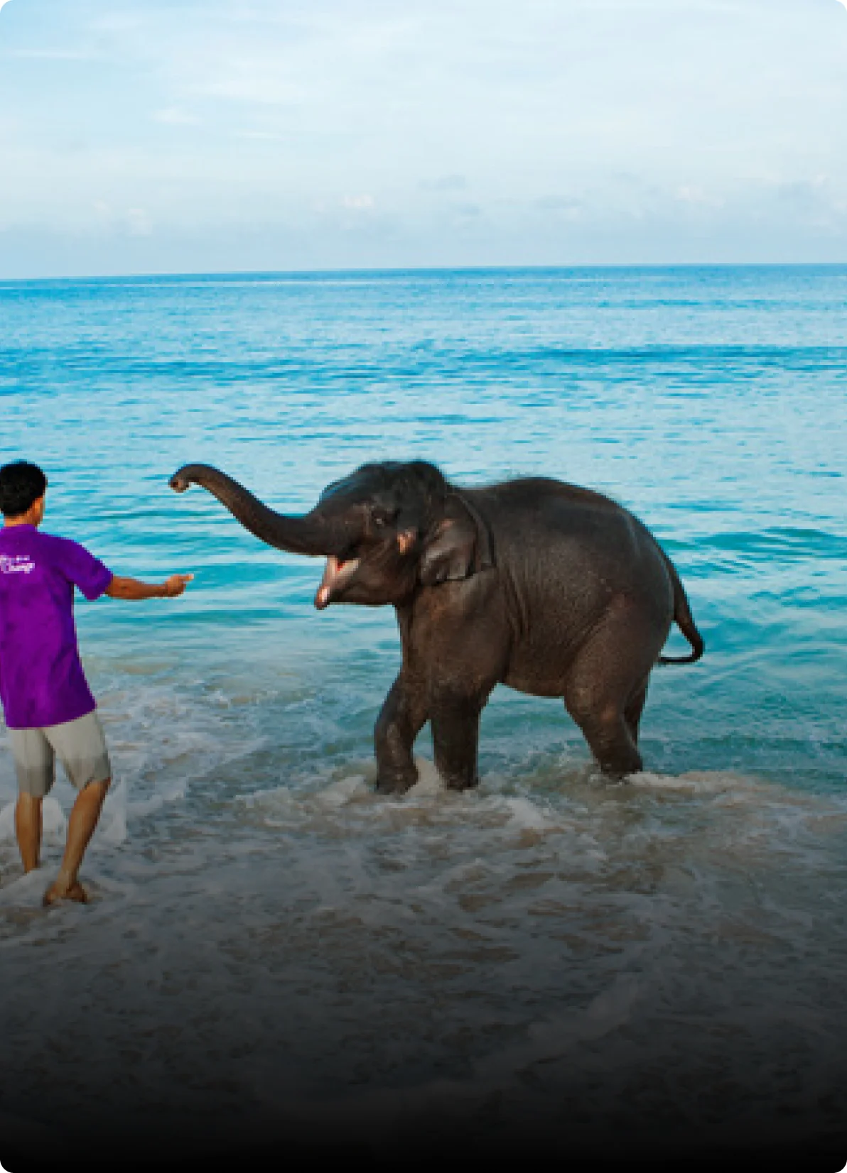 Elephant Beach