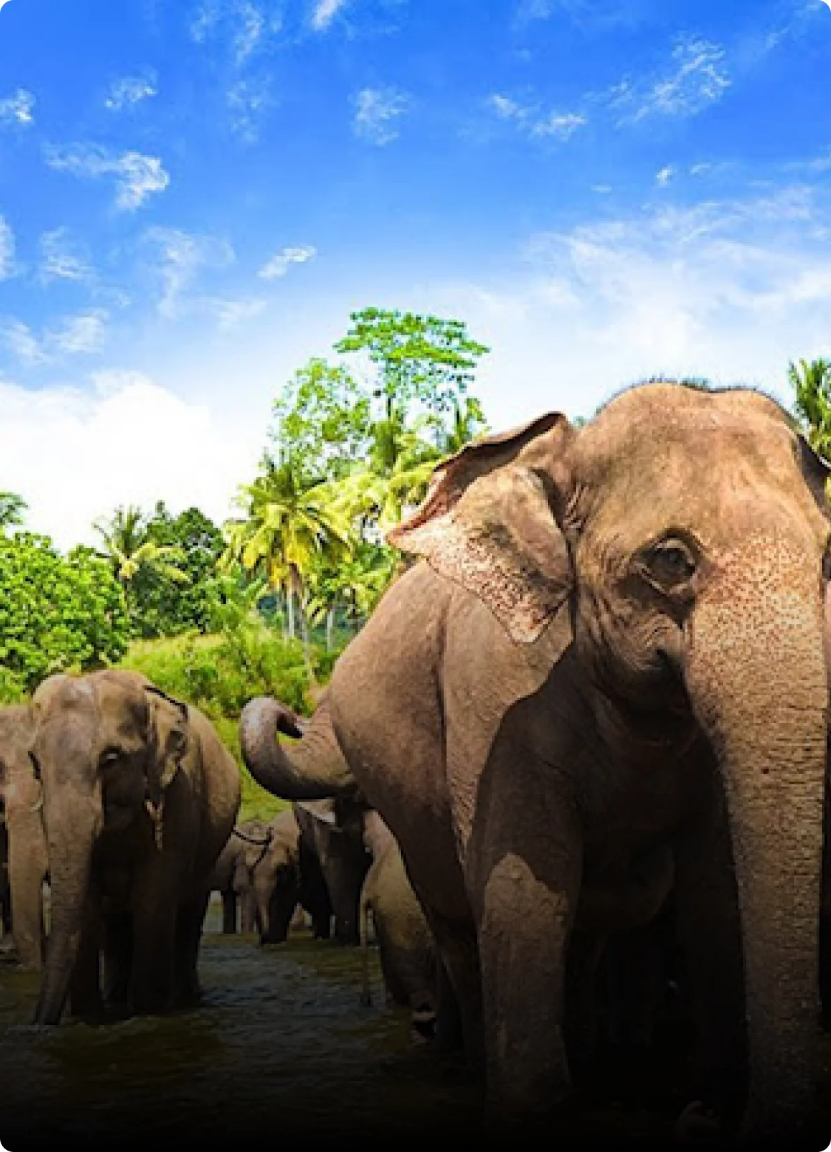 Pinnawala Elephant Orphanage