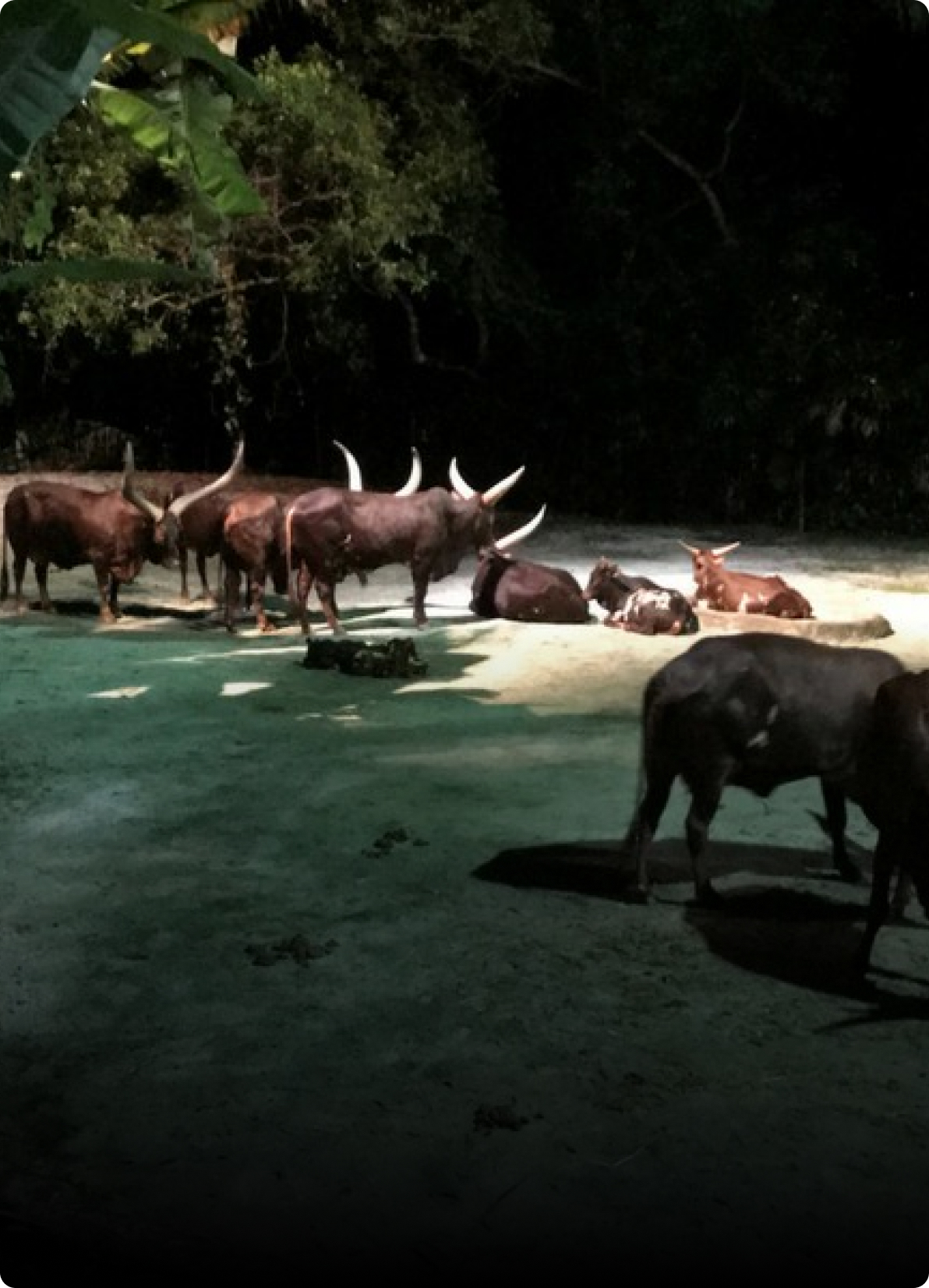 Singapore Night Safari