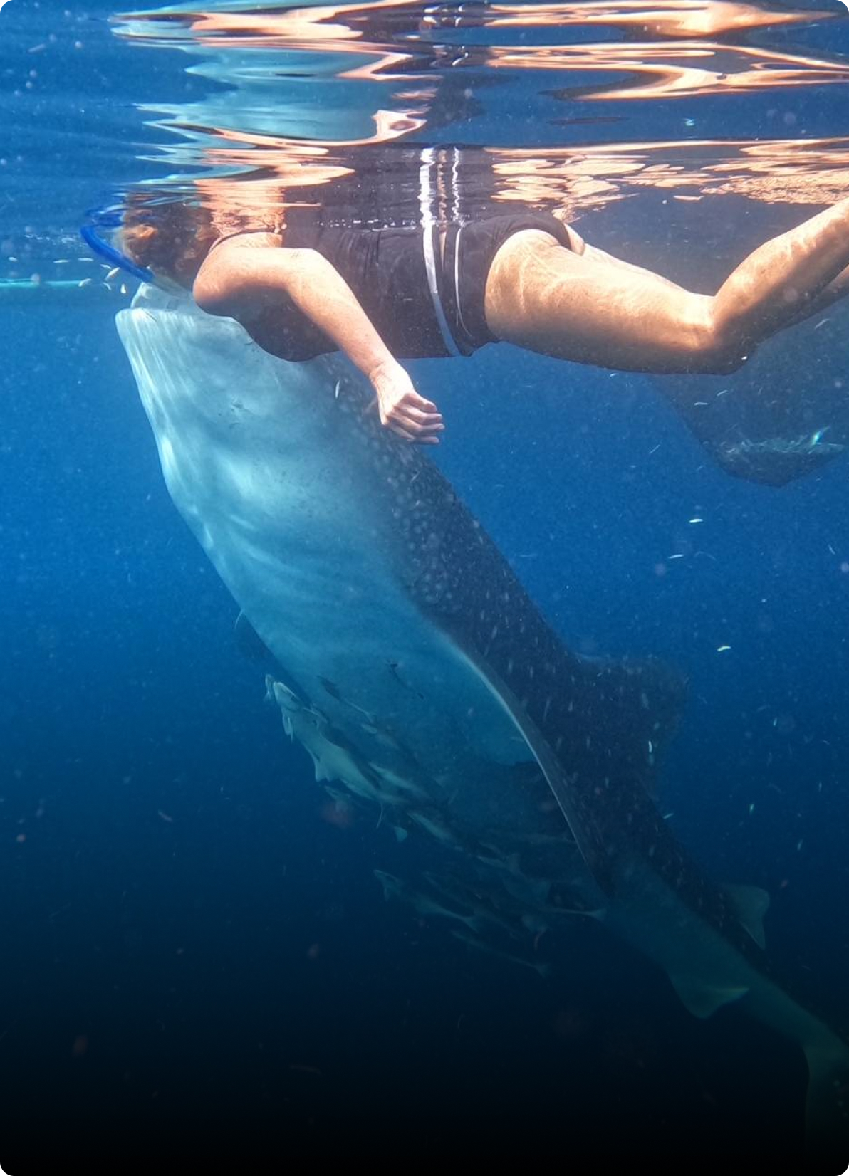 Swimming With the Sharks