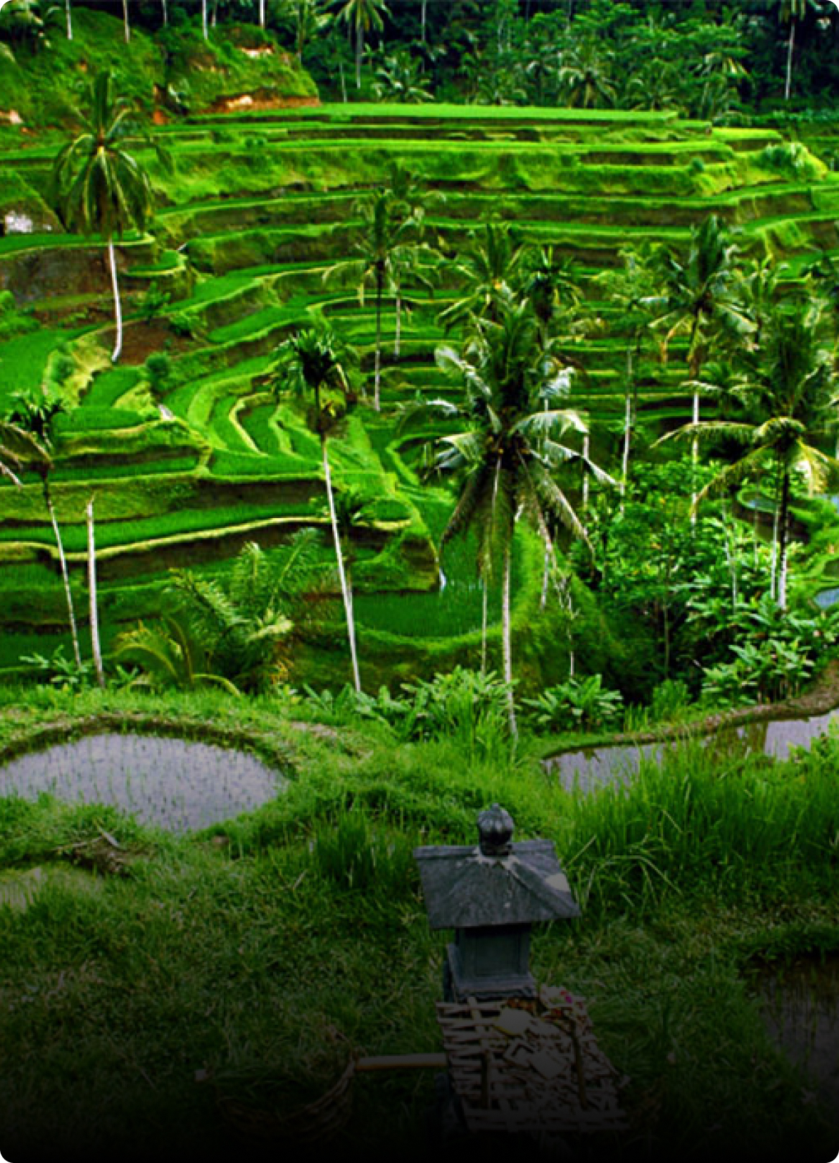 Tegallalang Rice Terraces