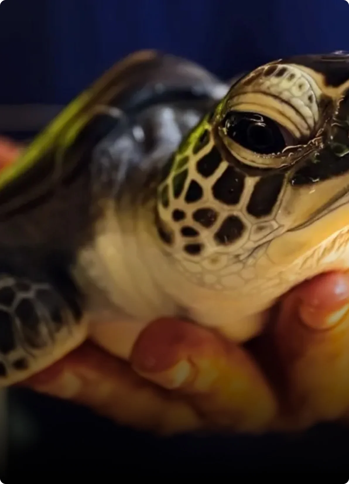 Turtle Hatchery