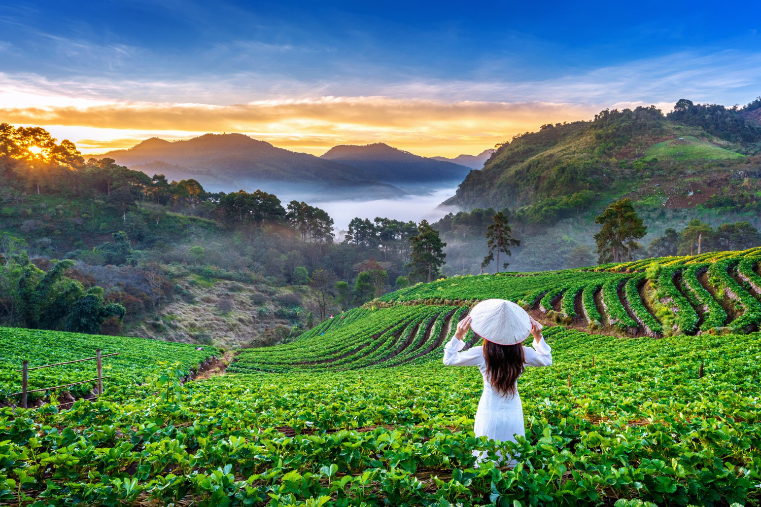 10-Night Vietnam Tour from Delhi – Islands, Cities & Cruise Magic