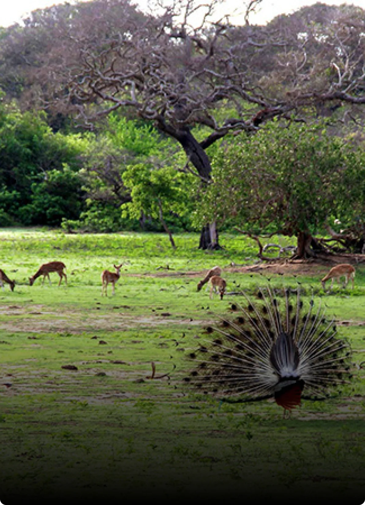 Yala National Park