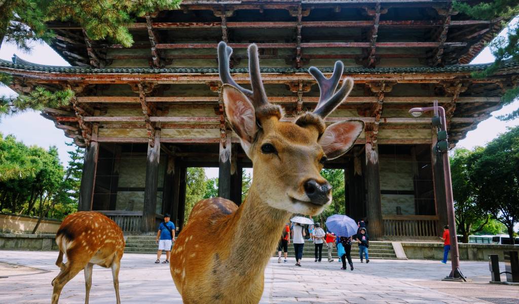 4N tour package for japan from mumbai – Skytree, Odaiba & Hakone | Monorail & Waterfront Views