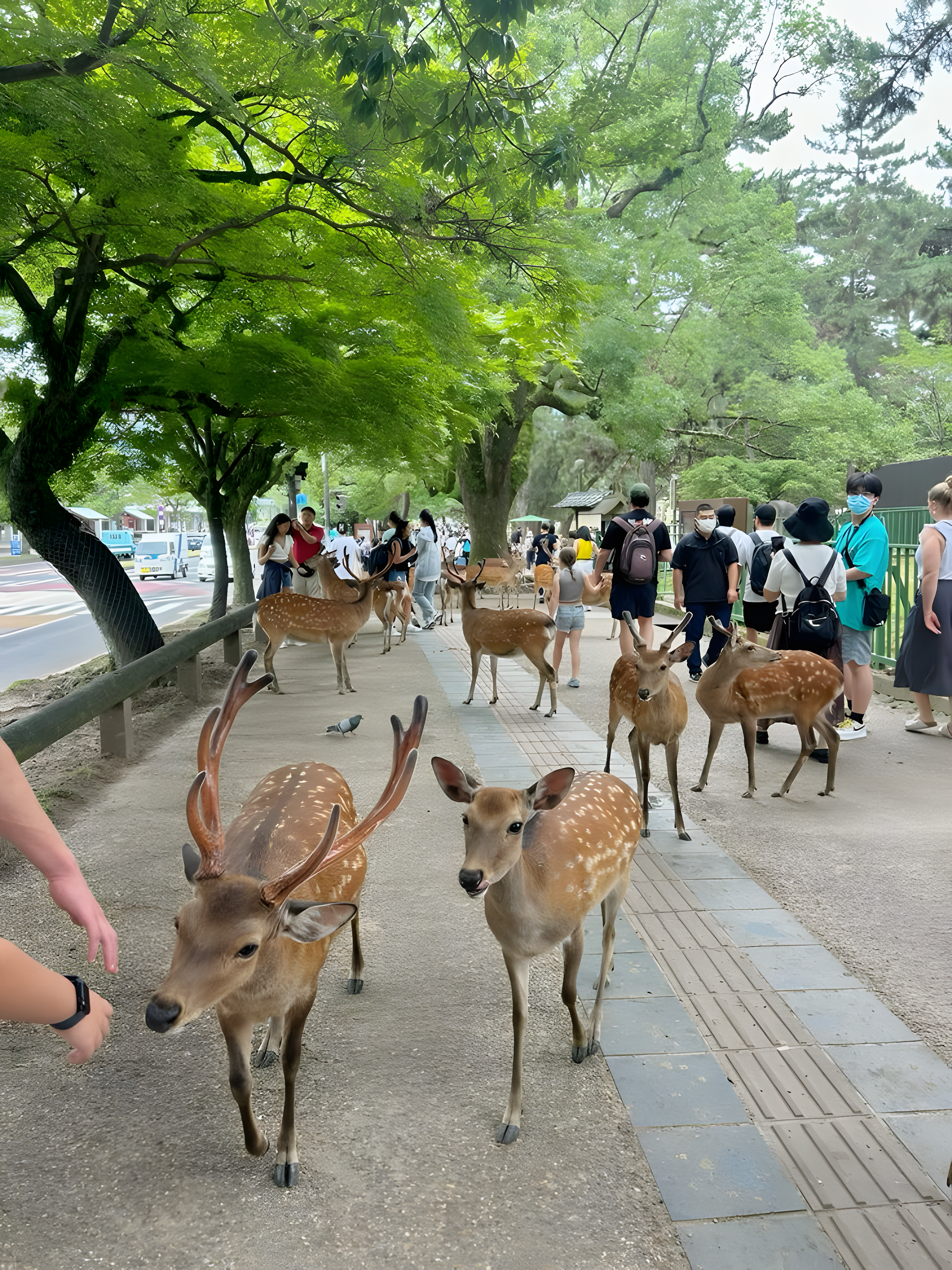 6N top Japan Tour Packages from Mumbai – Tokyo, Mt. Fuji & Osaka | Monorail & Waterfront Views