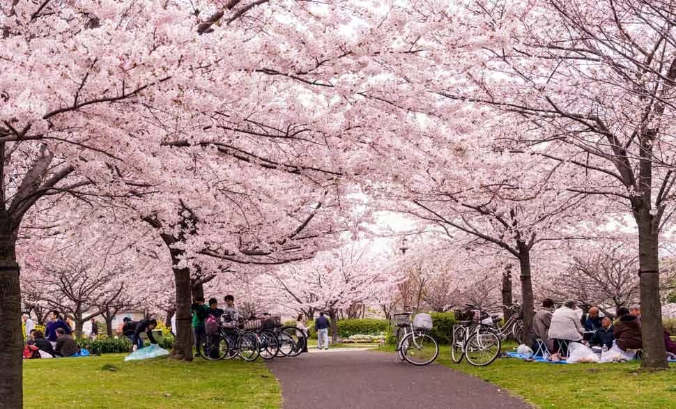 Cherry Blossom Viewing at Ueno Park