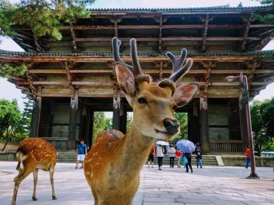 Kyoto and Nara Cultural Trail