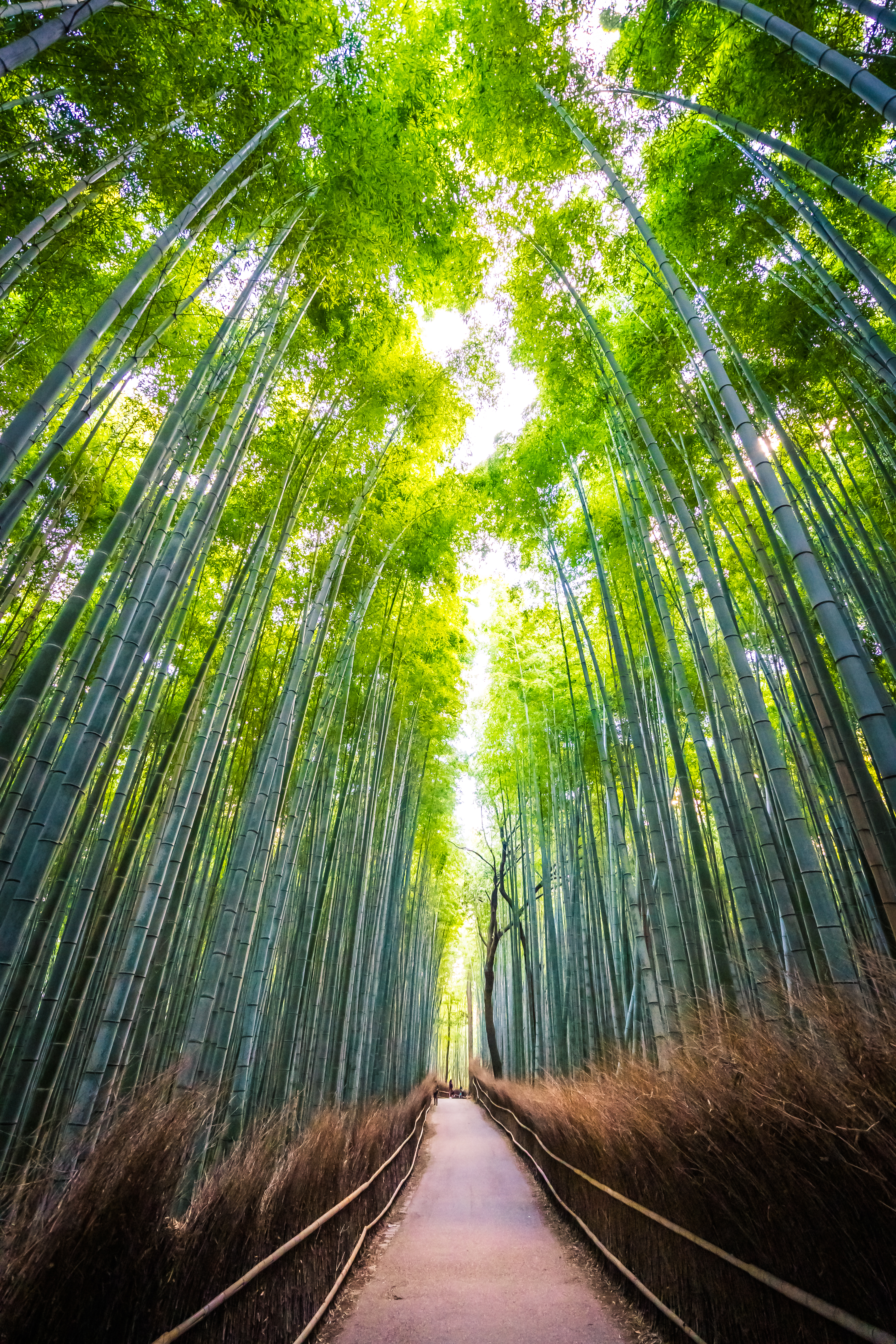 Arashiyama Bamboo Grove