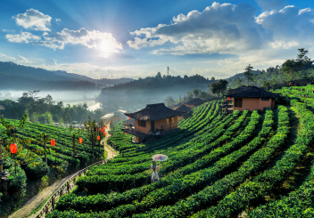 1N Kandy | 1N Nuwara Eliya | 1N Bentota | 1N Colombo