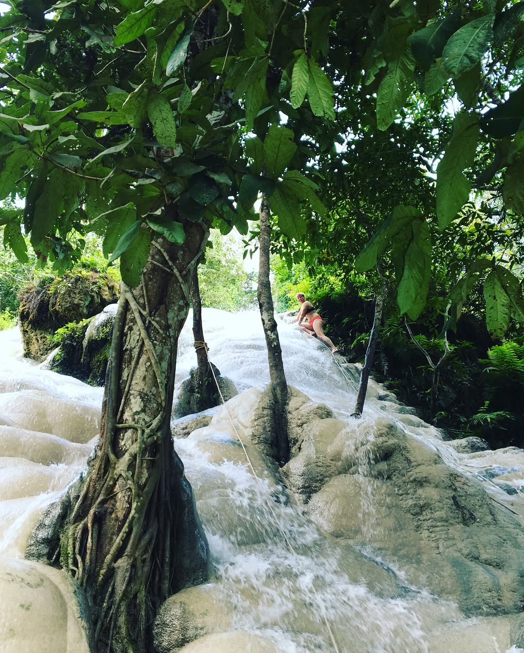 Bua Tong