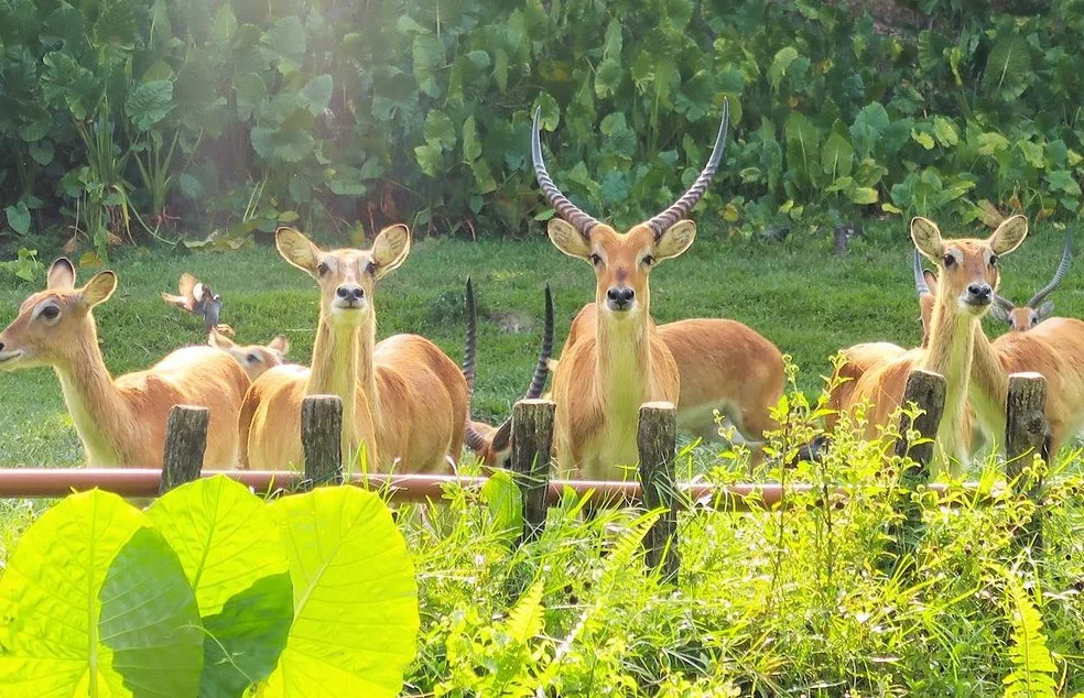 Zoo Negara (National Zoo)