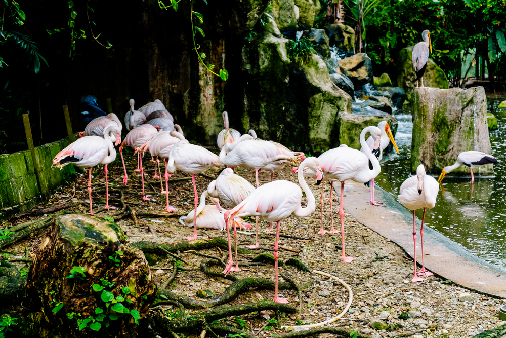 Kl bird park