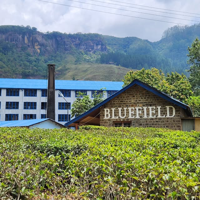 Bluefield Tea Factory