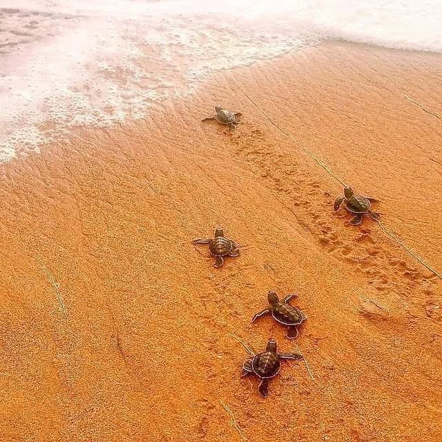 Kosgoda Turtle Hatchery
