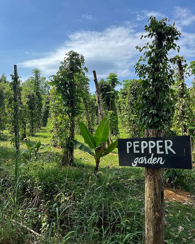 Pepper Farm