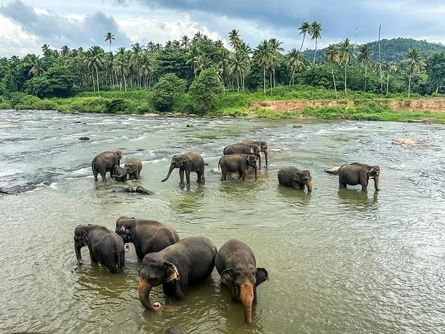 Pinnawala Elephant Orphanage