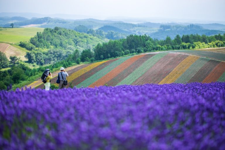 Shikisai,No,Oka,,Biei,Town,,Hokkaido