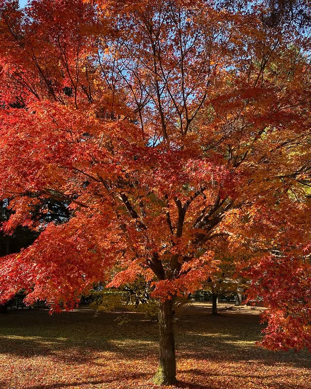 Japan in december
