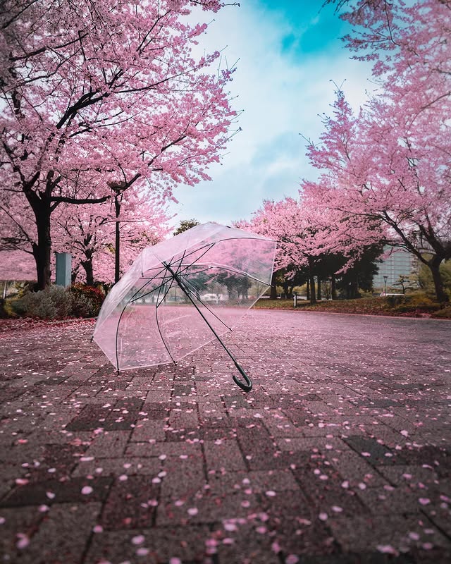 Cherry Blossom