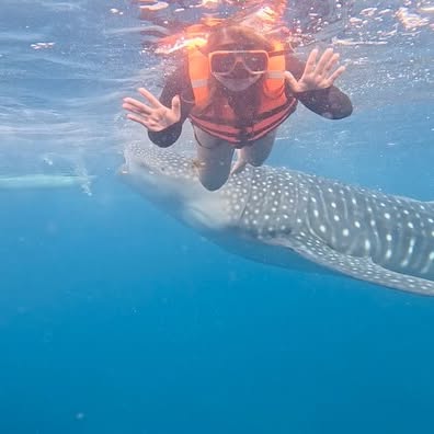Whale Sharks in Oslob