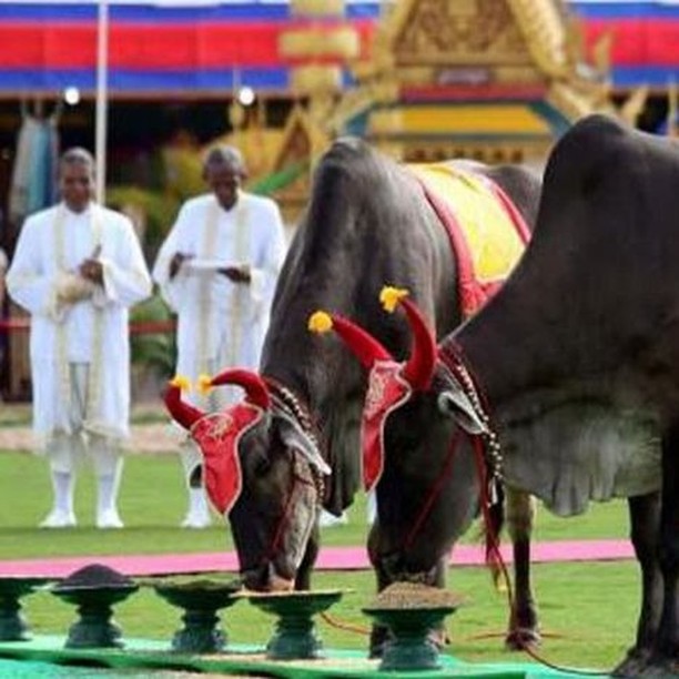 Royal Ploughing Ceremony