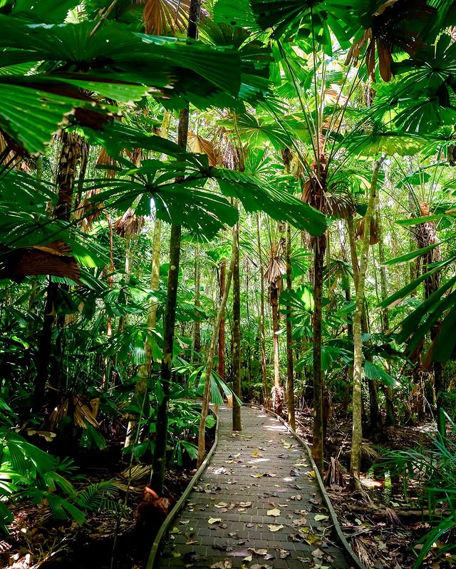 Daintree Rainforest