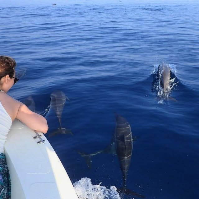 Dolphin and whale watching