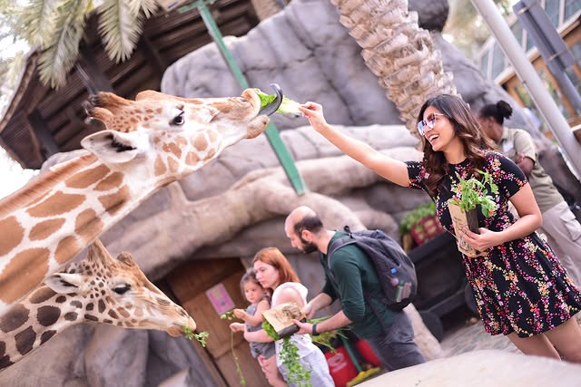 Feeding the Giraffes