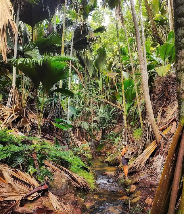 Vallée de Mai Nature Reserve