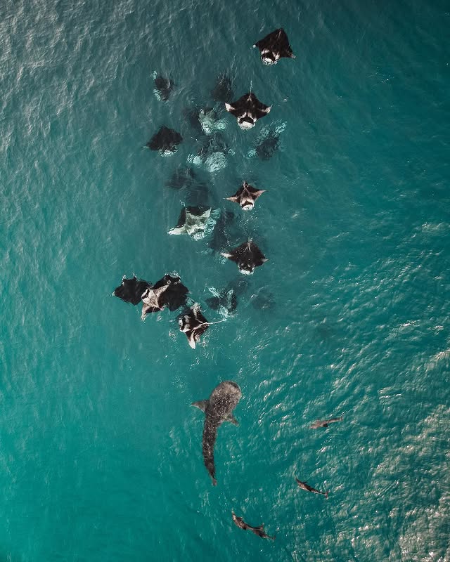 Hanifaru Bay, Baa Atoll