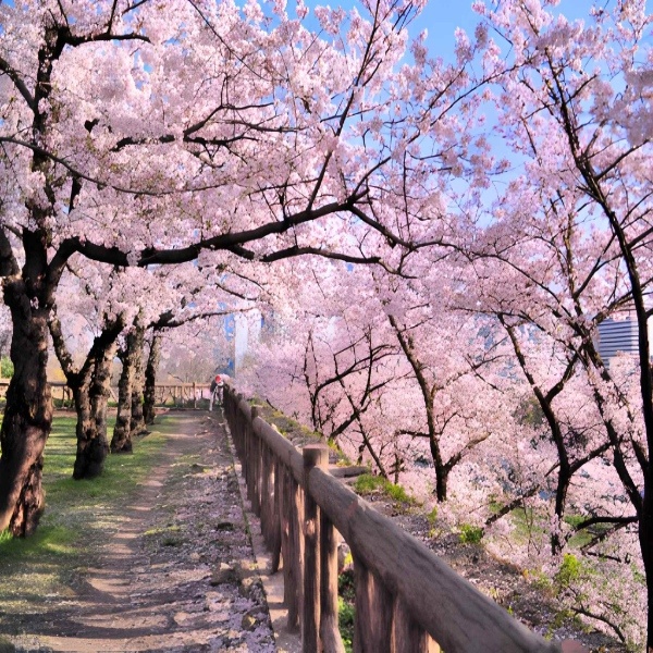 Japan Cherry Blossom Itinerary