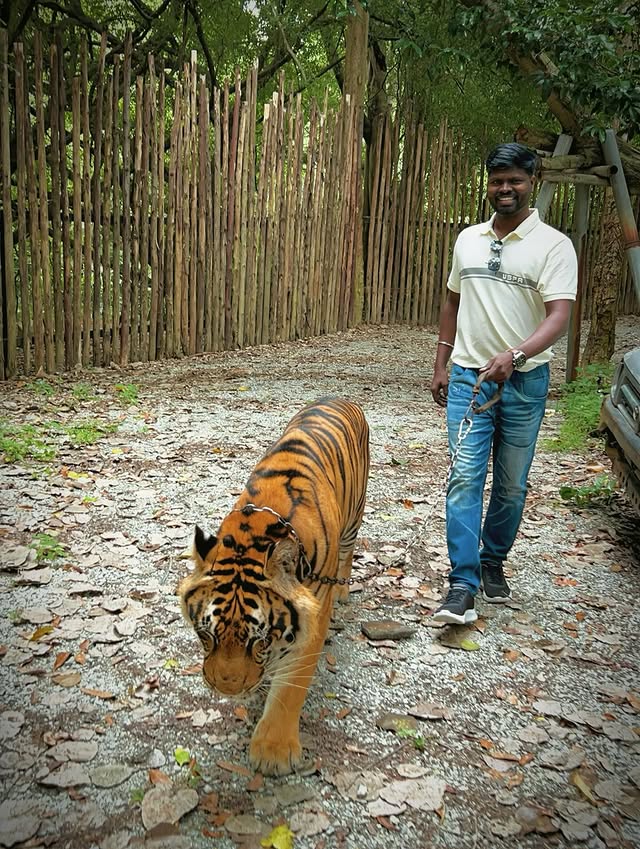 Tiger Topia