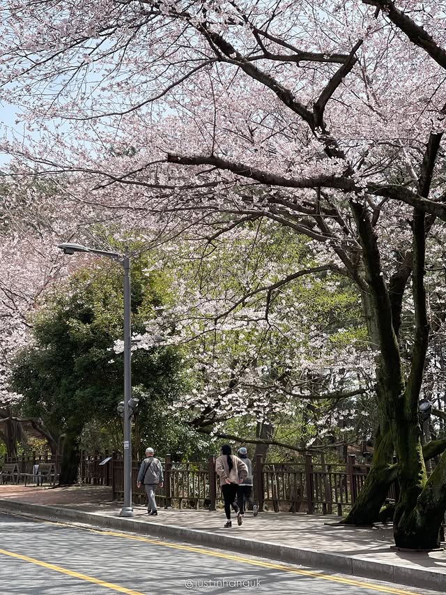 Dalmaji Hill, Busan