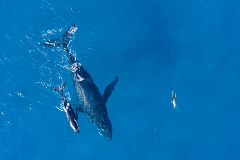 Whale Watching in Sri Lanka