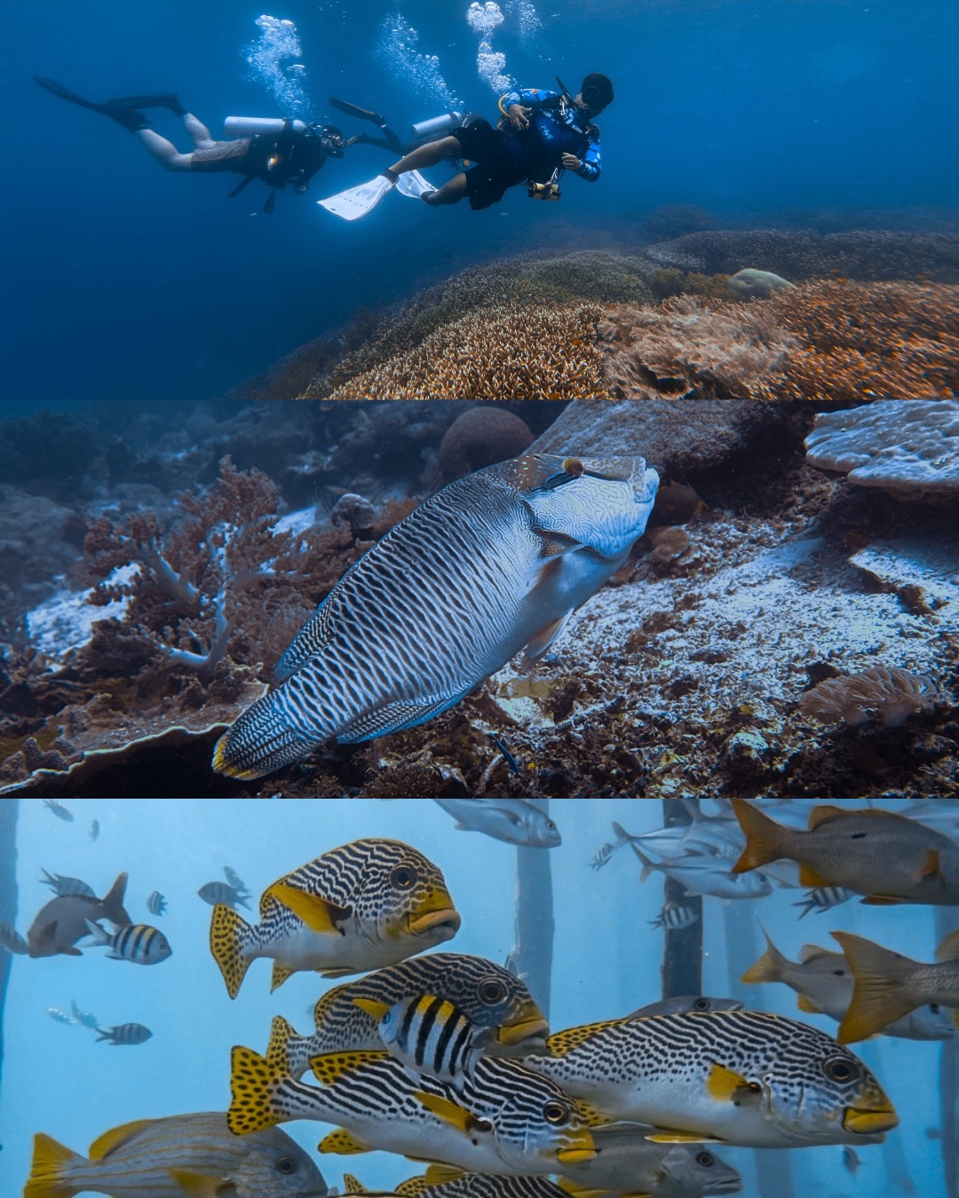 Dive or Snorkel in Raja Ampat