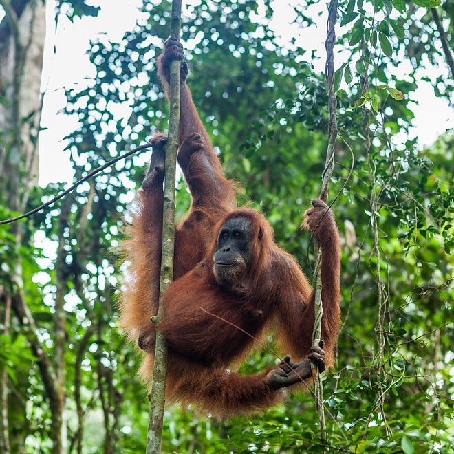 See Orangutans in Borneo
