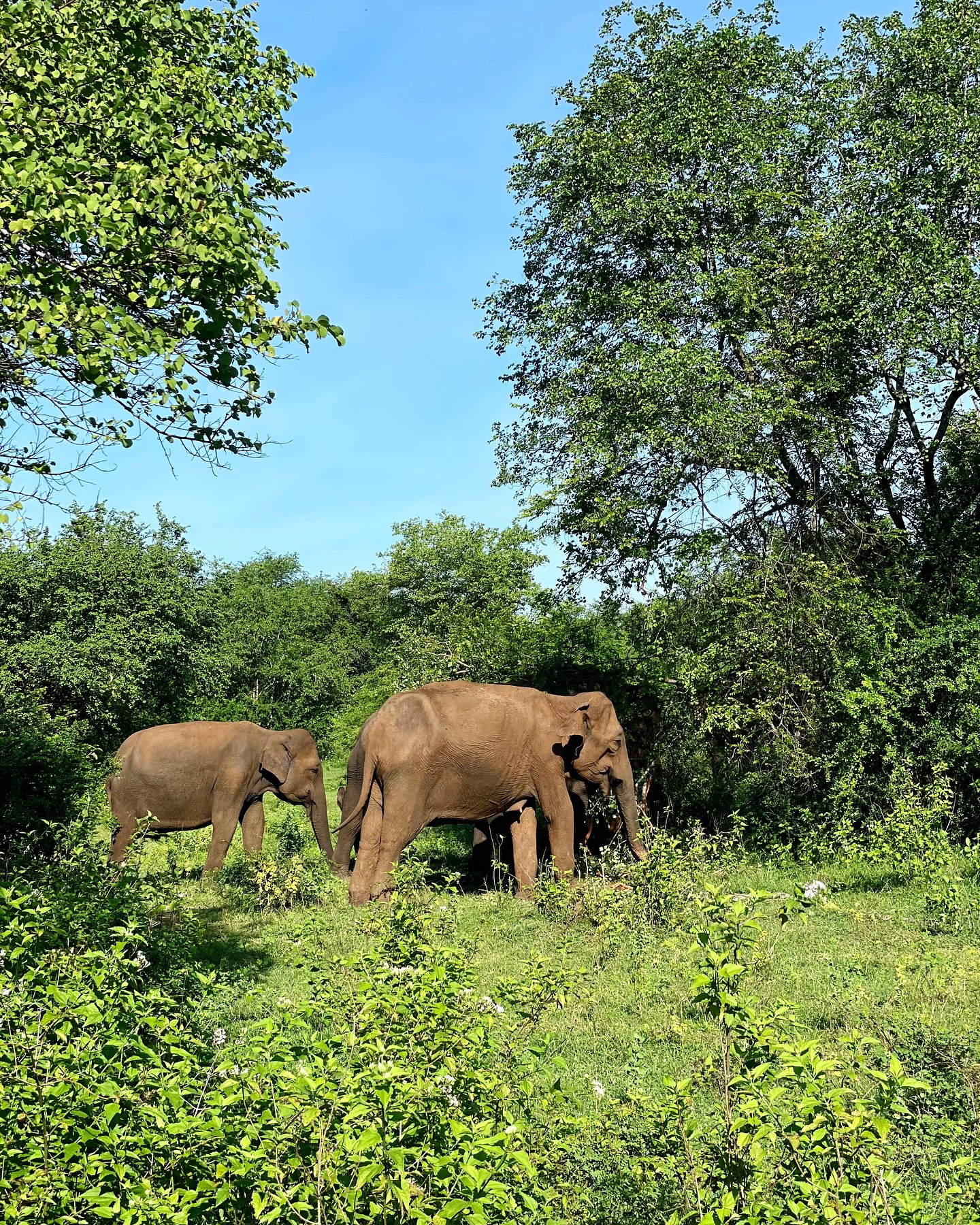visiting Udawalawe National Park in october