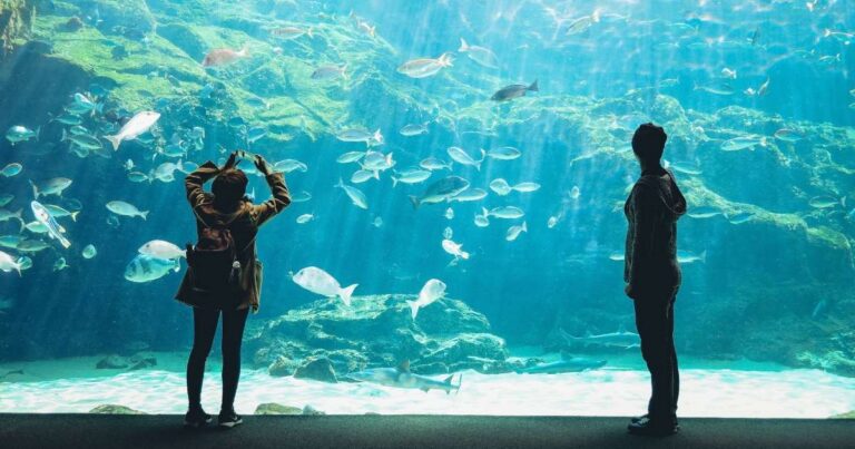Best Aquariums in Japan